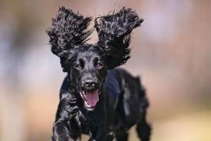 英卡犬的价值为何不高？（探究英卡犬市场价值低的原因及其重要）