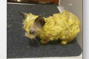 幼猫患猫癣的快速康复方法（教你4招快速治疗幼猫患猫癣的方法）