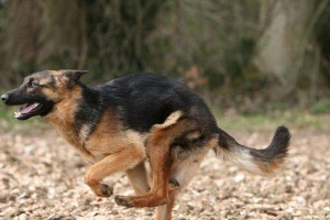 德国牧羊犬繁殖能力及配种数量（德国牧羊犬的生育能力和繁殖计划规划）