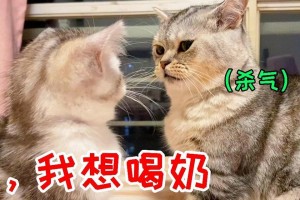 猫咪的断奶时间（为你的小猫提供最佳的喂养方式）