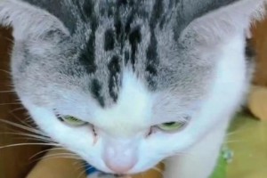 猫咪患上肠梗阻症状有哪些？肠梗阻需引起警惕！（肠梗阻的危险性及常见症状一览）
