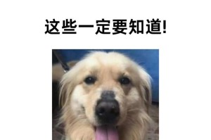 金毛犬常见症状，家长们要留意观察狗狗的行为（关爱宠物健康，及时发现问题的重要性）