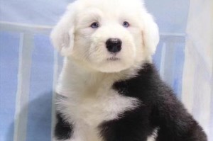 古代牧羊犬的价格揭秘（以古代牧羊犬多少钱一只？价值和价格的两面考量）