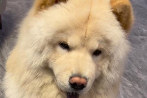 狗狗为何不吃东西？如何应对？（解决狗狗不吃东西的问题，让它重新恢复食欲）
