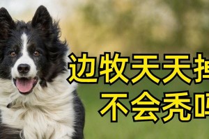 边牧狗狗的合理喂食量与定时定量喂养（养成健康习惯，宠物更快乐）