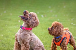 泰迪犬挑选指南（一起了解如何选择适合自己的泰迪犬宝宝吧！）