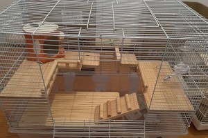 仓鼠的必需品和笼子选择指南（为您的宠物仓鼠提供舒适和安全的家园）