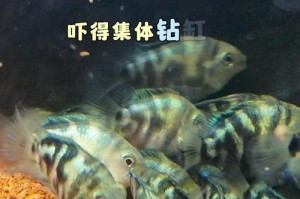 鹦鹉鱼的多样性（探索鹦鹉鱼的品种，体验色彩斑斓的海洋乐园）