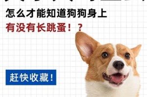 5个小妙招帮助狗狗缓解跳蚤带来的痛苦（从身体清洁到环境处理，全方位呵护你的爱犬）