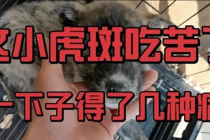 细小犬的寿命及预防措施（了解细小犬的寿命和保护您的爱宠的关键措施）