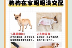 狗狗生完宝宝后的活动时间和注意事项（了解狗狗产后恢复期，让宝宝健康成长）