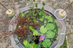 养鱼所需工具和设备（打造理想的鱼缸环境的必备品和方法）