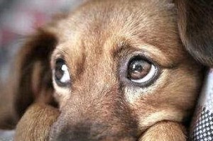 母狗产仔后多久恢复群性？（探讨母狗产仔后逐渐恢复到群体中的关键因素）