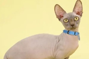 无猫毛生活的新选择（呼吸新鲜空气，摆脱过敏困扰的秘诀）