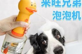 狗狗什么时候能洗澡？（为你的小狗提供适时而正确的洗澡护理）