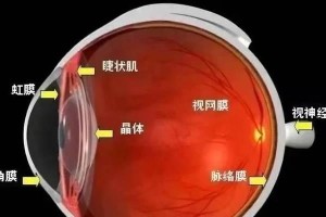 眼球上的一层膜（探索角膜的构造和功能，揭示其重要性与保护方法）