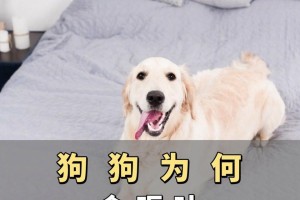 狗狗为何经常呕吐？（探究狗狗呕吐的原因及处理方法）