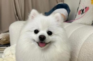 博美的饮食指南（营养均衡的饮食对博美的健康至关重要）