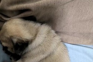 宠物狗满月后适合洗澡吗？（狗狗满月后的洗澡时间和注意事项）