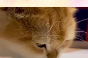 猫的饮食习惯与养生之道（揭秘猫咪的食谱及其养身益处）