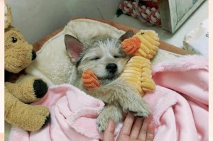 狗疫苗接种后的反应及注意事项（为您的爱犬保健护航，了解疫苗接种的常见反应和应对方法）