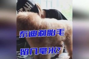 泰迪狗的胎毛修剪时间与生长周期（泰迪狗剪胎毛的最佳时机与修剪技巧）