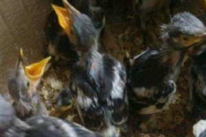 八哥幼鸟的饲养技巧（不同季节下，如何科学喂养八哥幼鸟？）