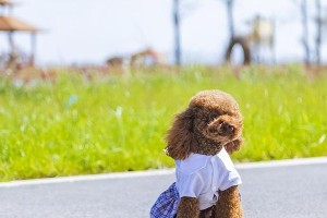 泰迪犬的俏皮动作与欢乐表情（泰迪的可爱小把戏，让你心花怒放）