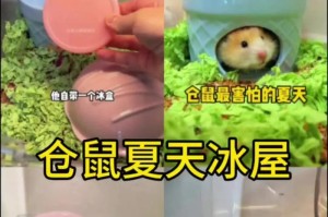 如何为仓鼠创造一个凉爽的夏天（以仓鼠夏天热为主题，探讨如何保持仓鼠的舒适度和健康）
