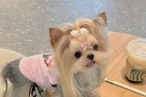 约克夏犬的寿命与护理（探索约克夏犬的平均寿命以及延长其寿命的护理方法）