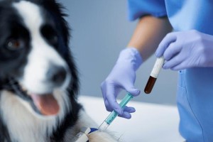 狗狗低血钾恢复需要多长时间？（了解狗狗低血钾的恢复时间和关键因素）
