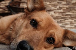 关爱宠物，给予他们温暖与尊严（让我们以爱之名，陪伴宠物走完最后一程）