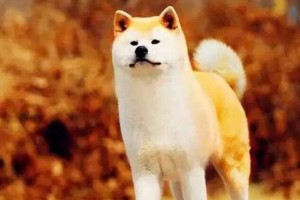 最护主的狗是哪一种？（探究哪种狗对主人最忠诚与保护本能的品种）