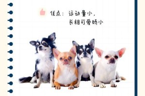 吉娃娃的洗澡频率究竟是多久一次？（揭秘吉娃娃洗澡的最佳周期及注意事项）