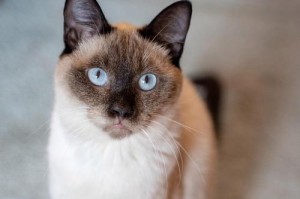 揭秘猫咪尾巴中黑色物质的奥秘（探寻猫咪尾巴黑色物质形成的原因和意义）