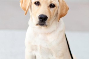 《探寻狗狗的寿命之谜——揭秘你家养的犬种的平均寿命》（了解你的狗狗能够帮助你为它提供更好的生活）