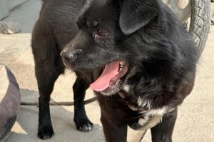 养狗首选的8种乖巧放心犬种（挑选狗狗要以这8种犬种为首选）