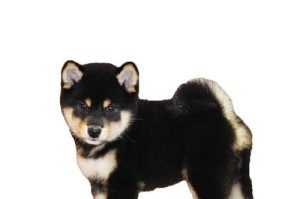 黑色柴犬的优缺点分析及特征解析（探索黑柴犬的长处与不足，了解其独特特征与魅力）