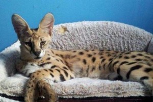 猫科动物的品种间生殖隔离及其重要性（保护猫科动物的遗传多样性与健康发展）