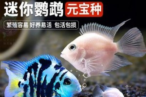 与鹦鹉鱼混养的鱼类合适性研究（为您解析与鹦鹉鱼相宜的混养鱼类，打造繁荣多样的水族箱）