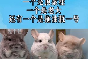 龙猫的价格及基本介绍（龙猫的市场行情和购买建议）