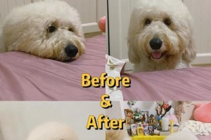 打造迷人造型，让你的泰迪狗毛发亮眼动人（剪毛技巧和造型灵感一网打尽）