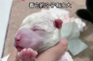 狗狗下崽的间隔时间有多久？（探讨狗狗下崽的频率和调控方法）