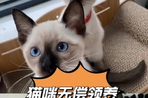 小猫养护（了解小猫接种疫苗的重要性，保障它们的健康）