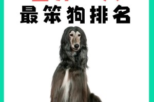 揭秘哈士奇（一起探索哈士奇背后的神秘世界）