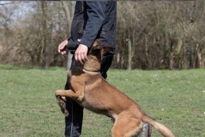 成为训犬师所需的时间及技能（探索成为一名成功训犬师的路程以及所需的时间和技能）