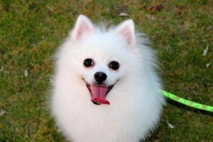 探索小型犬世界（从玩具贵宾到吉娃娃，发现小型犬独特魅力）