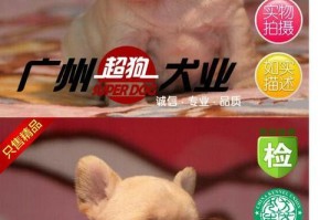 如何以6步挑选出漂亮纯种的斗牛犬（鉴别法斗纯不纯的方法）