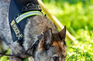世界警犬大观——聚焦全球警犬的力量与智慧