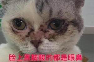 猫鼻支检查费用及其重要性（了解猫鼻支检查的费用和价值，保护宠物的健康）